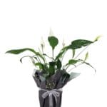 Spathiphyllum (Barış Çiçeği)