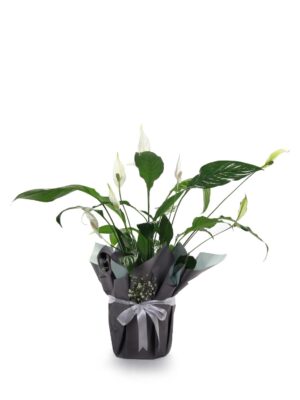 Spathiphyllum (Barış Çiçeği)