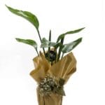 Starliçe (Strelitzia)