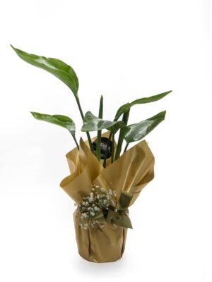 Starliçe (Strelitzia)