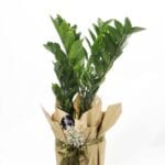 Zamia Çiçeği