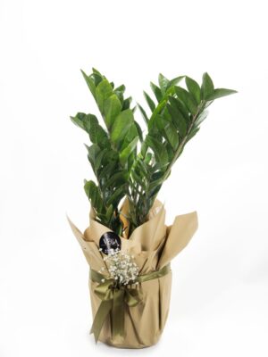 Zamia Çiçeği