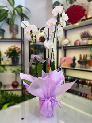 Canlı Mor Beyaz Orkide