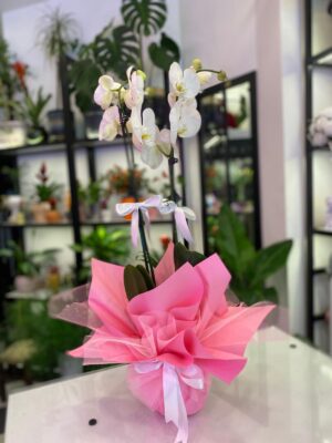 Çift Dal Beyaz Orkide