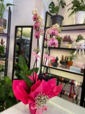 Çift Dal Kırçıllı Pembe Orkide