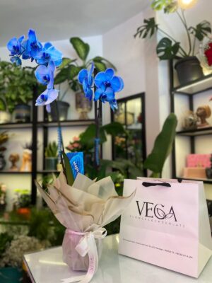 Çift Dal Mavi Orkide