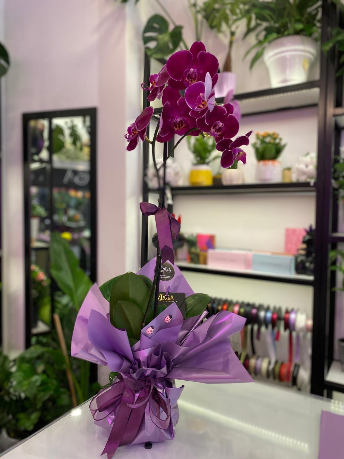 cift-dal-murdum-orkide Çift Dal Mürdüm Orkide