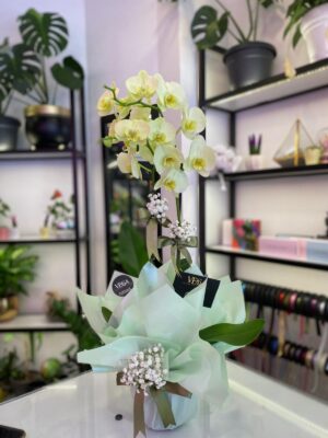 Çift Dal Sarı Orkide