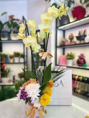 Seramik Saksı Da Çift Dallı Orkide Aranjmanı