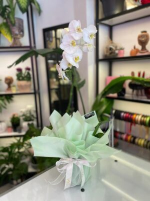 Tek Dal Beyaz Orkide