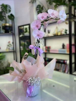 Tek Dal Pembe Orkide