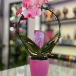 Wonder Pink Orkide