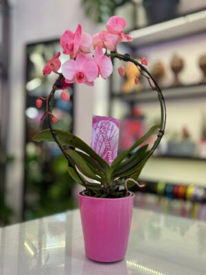 Wonder Pink Orkide
