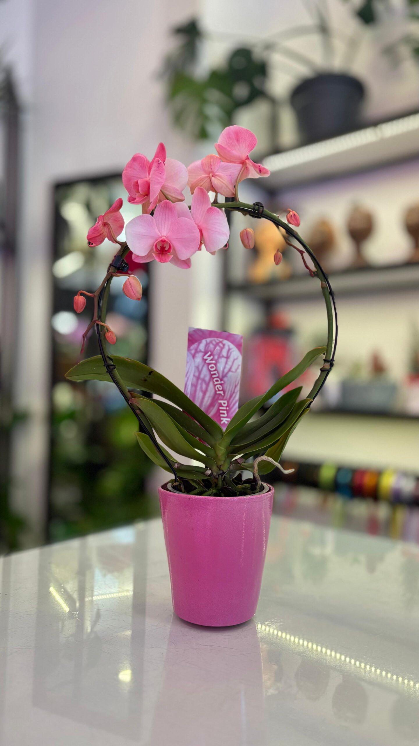 wonder-pink-orkide Wonder Pink Orkide